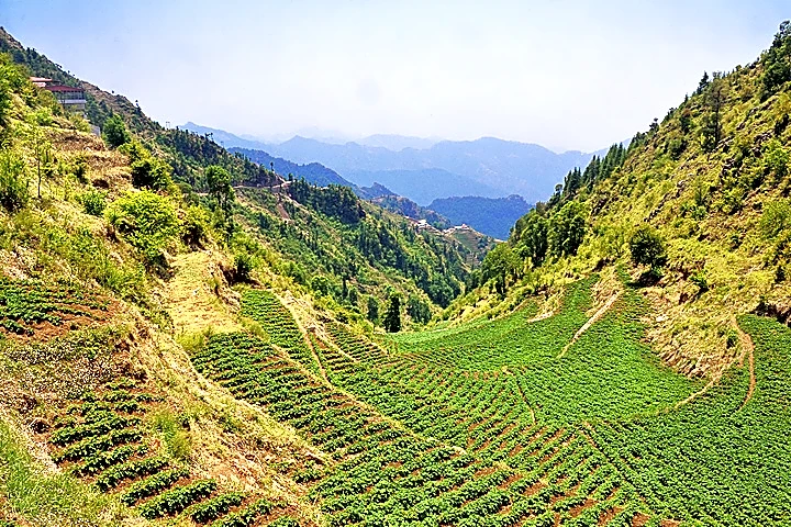 Potato Farm Dhanaulti