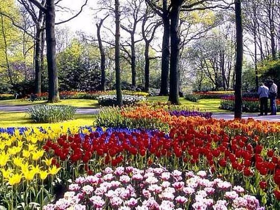 Rose Garden